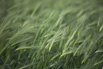 image of wheat plants.