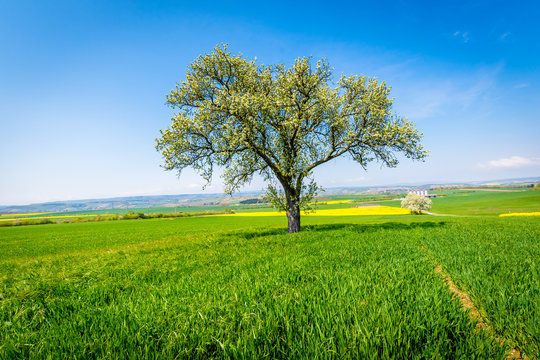 Fr&uuml;hling
