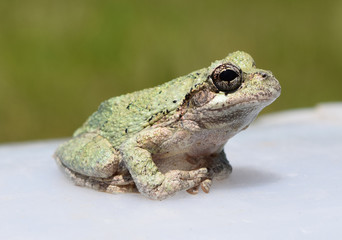 Adult gray treefrog