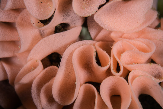 Spanish Dancer Nudibranch Eggs