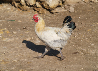 A Beautiful red, ginger, black and white rooster on a desert farm