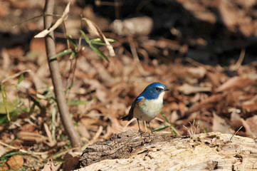 止まり木のルリビタキ