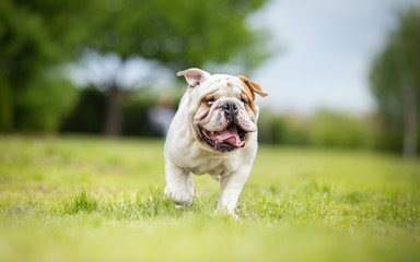 Funny English bulldog running in garden