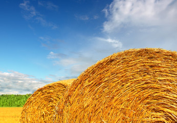 Hay bale in the countryside