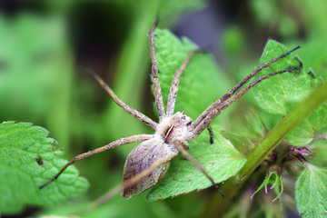 Spider 