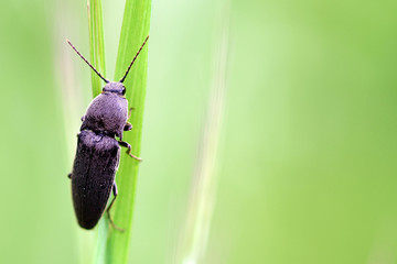 Bug on green leaf 