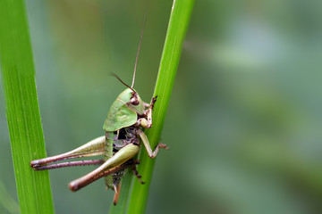 Grasshopper