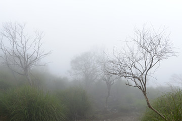 Fototapeta na wymiar landscape with trees and grass in fog morning