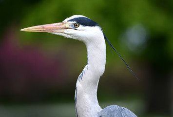 Grey heron (ardea cineria) head close up
