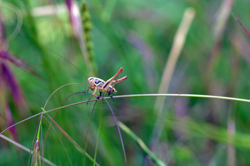 Grasshopper