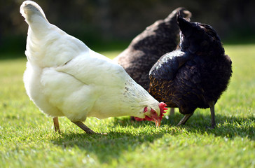 Pet chickens scratching in a grass garden.