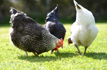Pet chickens scratching in a grass garden.