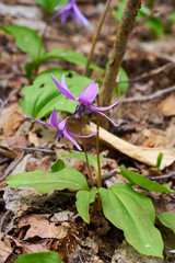 突哨山のカタクリ
