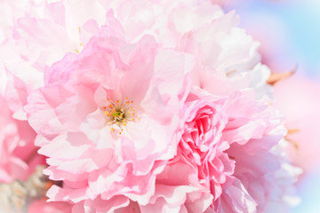 Close up of blooming sakura