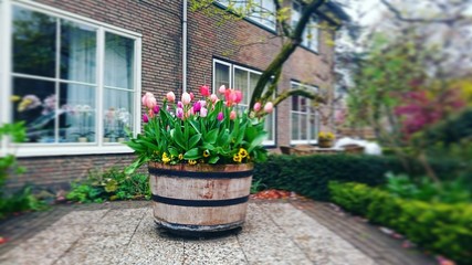 Colorful tulips in a tub standing in a frontyard.