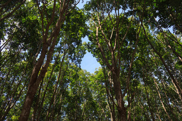 para rubbers tree garden