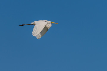 Eastern Great White Egret in Flight