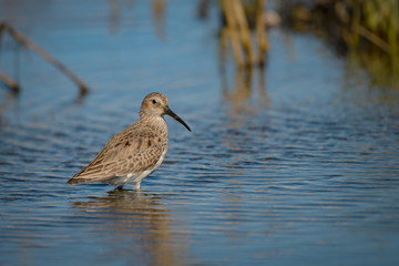 Short-billed dowitcher, Limnodromus griseus, in water