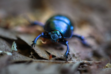 Macro of a black beetle