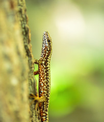 Lizard on a tree bark