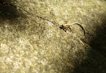 Small lizard with copyspace