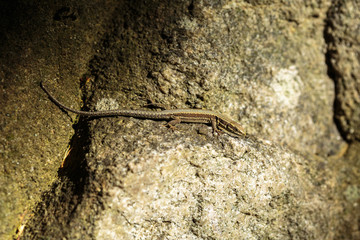 Small lizard with copyspace