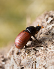 Aphodius pedellus on dung