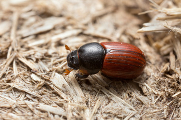 Aphodius pedellus on dung