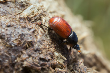Aphodius pedellus on dung