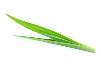 Fresh pandan leaves on white background