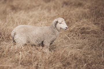 Lamb on the farm during the day in Queensland