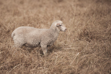 Lamb on the farm during the day in Queensland