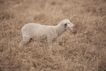 Lamb on the farm during the day in Queensland
