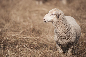 Lamb on the farm during the day in Queensland