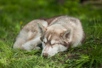 Curled up siberian husky puppy sleeping on lawn