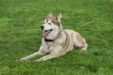 Pale siberian husky feeling hot, laying on lawn