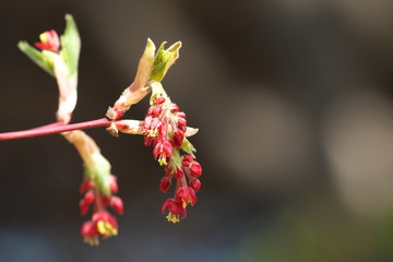 楓の花