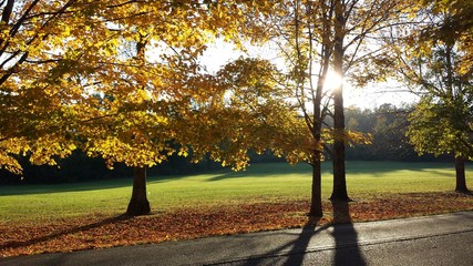 Golden Autumn Leaves