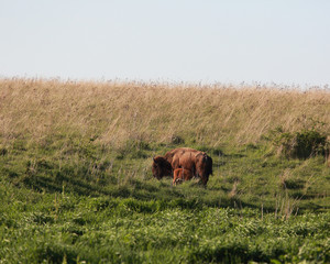 A bison cow stands calmly in a field nursing her baby calf