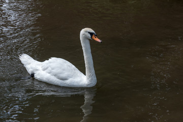 Fototapeta premium Swan on the Kennet and Avon Canal near Aldermaston Berkshire