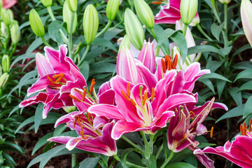 Lilies Flowers Bouquet