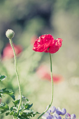 Field of bright red corn poppy flowers in spring