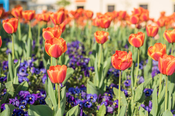 Obraz premium orange tulips in outdoor garden