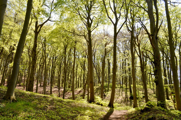 Frühling, Wanderweg, Wald