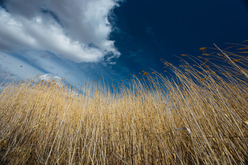 Wheat against the blue sky.