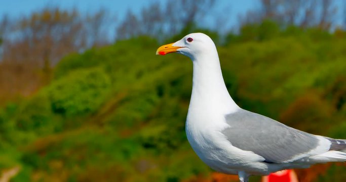 4K Seagull Bird Standing by Shore, Ocean Gull