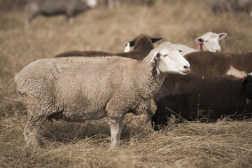 Obraz premium Sheep on the farm during the day in Queensland