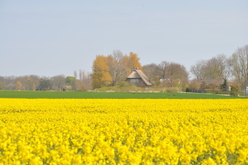 Rapsfeld auf Rügen