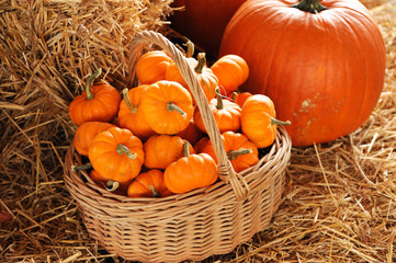 pumpkin in basket and on the hay, autumn decoration for thanksgiving