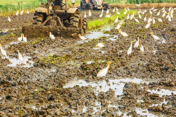 Agricultural tractor cultivated land in the paddy fields